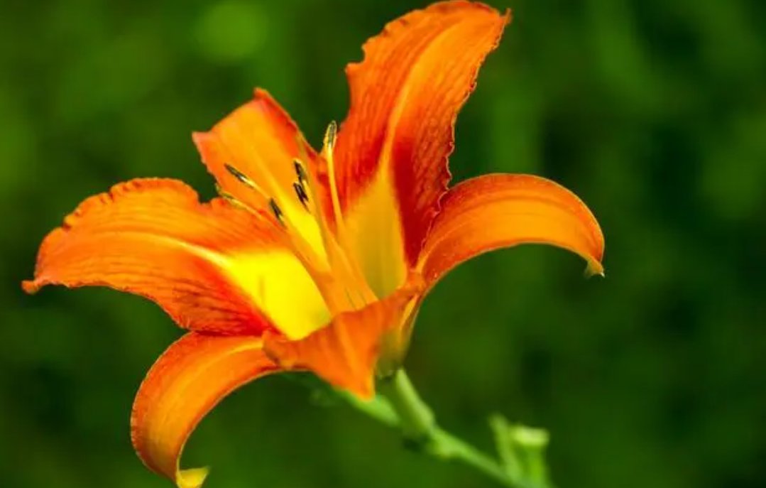 芷萱的意思及寓意