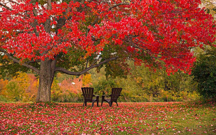枫树一年四季叶子变色的资料