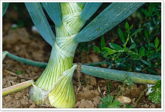 我国哪个省份因为盛产大葱被称为“葱省”