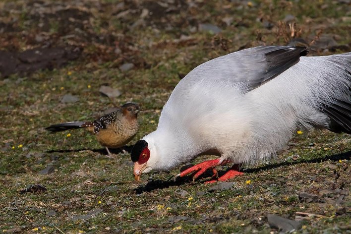 相安无事的意思解释