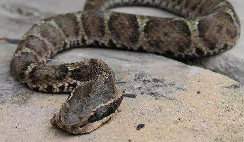 头呈三角形的蛇是什么蛇?是国家保护动物吗?有毒吗?