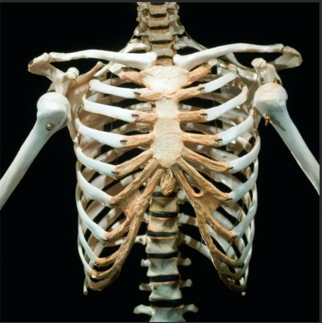 骨头的骨怎么写