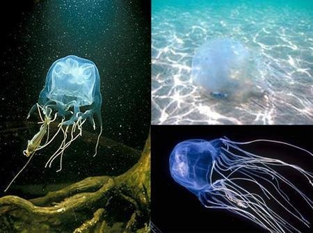 据报道，意大利港口城市遭数千水母入侵，这些水母为何会来这片海域？