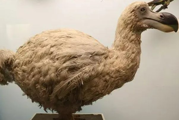 卵拼音怎么读音