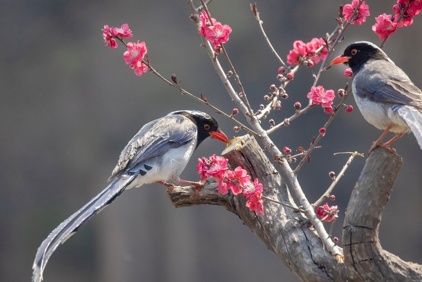 花香鸟语的解释