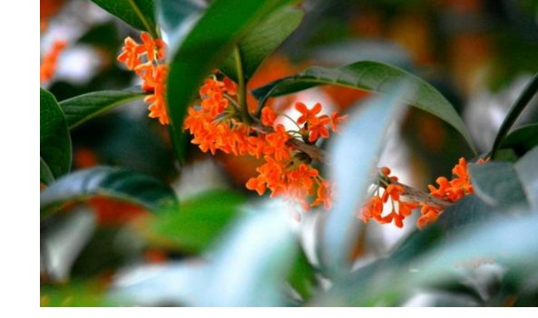 摘桂和折桂的区别