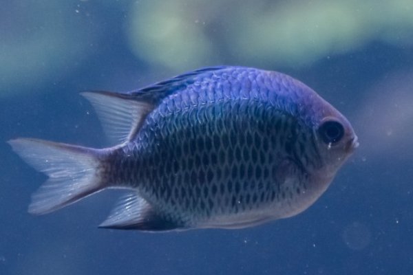 鱼摆摆是啥意思