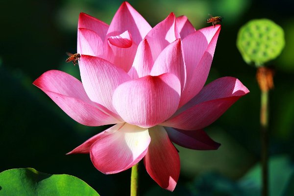 菡萏和荷花的区别