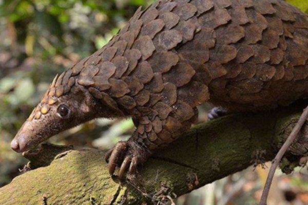 穿山甲和食蚁兽的区别