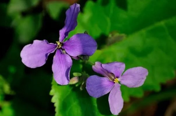 诸葛菜又叫什么花