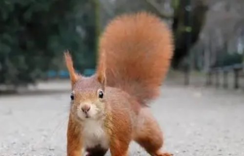 松鼠是保护动物吗?