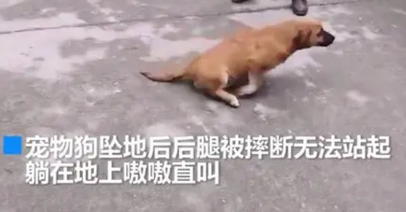 嗷嗷直叫的意思？