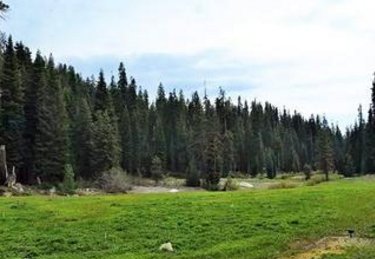 杉字能组什么词语？