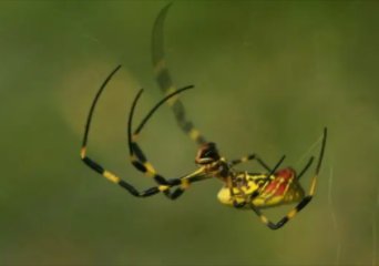 1000000000蛛字组词