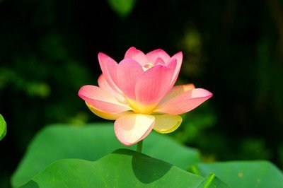 “安”的意思是什么？