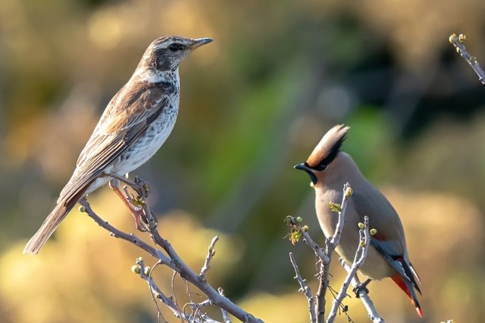 相安无事的意思解释