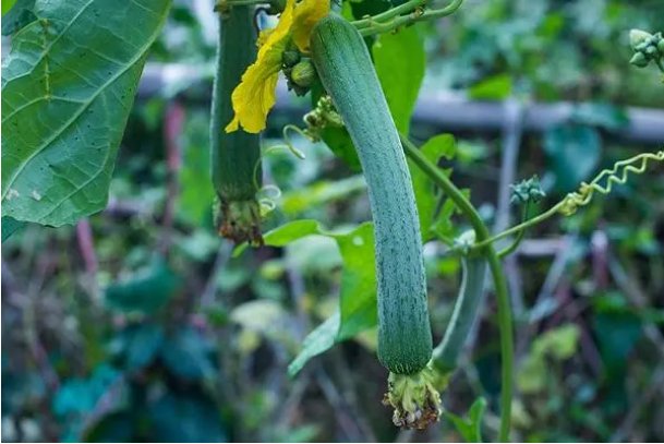 丝瓜英语怎么说