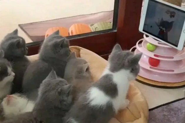 金华7只小猫全神贯注看猫和老鼠，猫咪能看懂里面的剧情么？