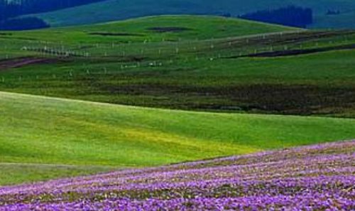 中国四大草原是哪4个