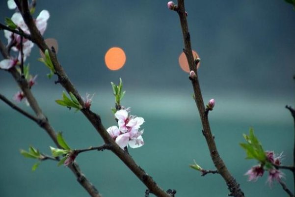 唯有相思似春色的全诗