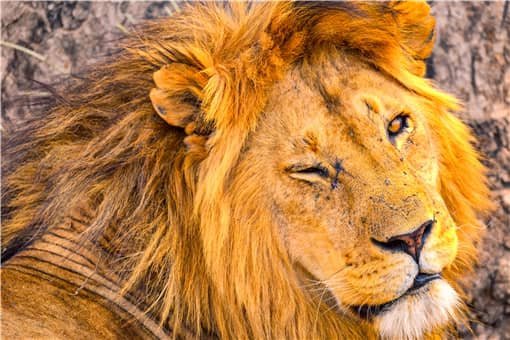 狮子肉能吃吗？为什么不能够吃？