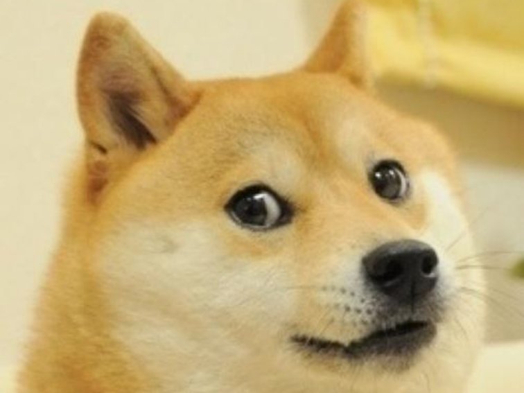 旺柴是什么意思啊？