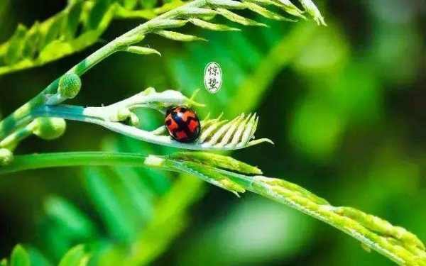 惊蛰是读“ zhen”还是“ ji”啊？