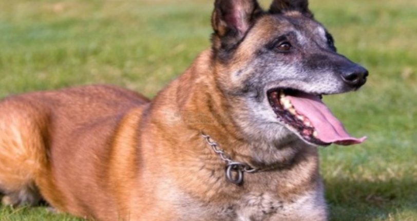 什么品种的防暴犬最厉害?