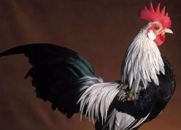 鸡为什么是五毒的克星？