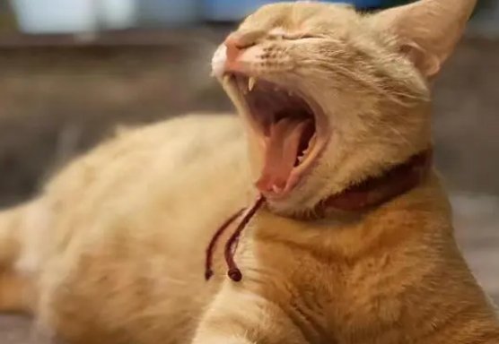 金华7只小猫全神贯注看猫和老鼠,猫咪能看懂里面的剧情么?