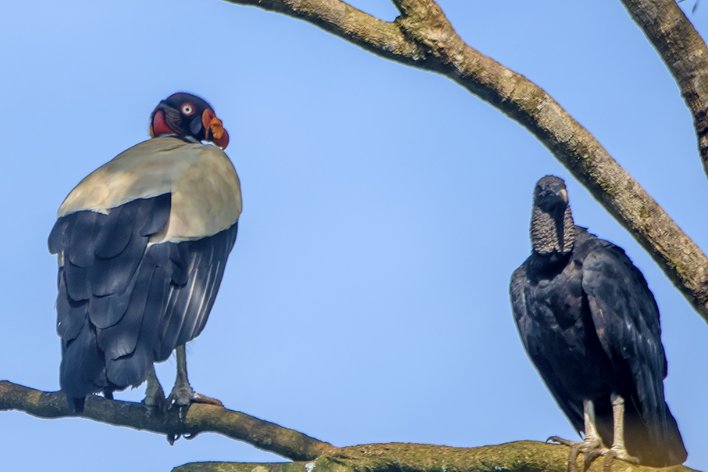 相安无事的意思解释