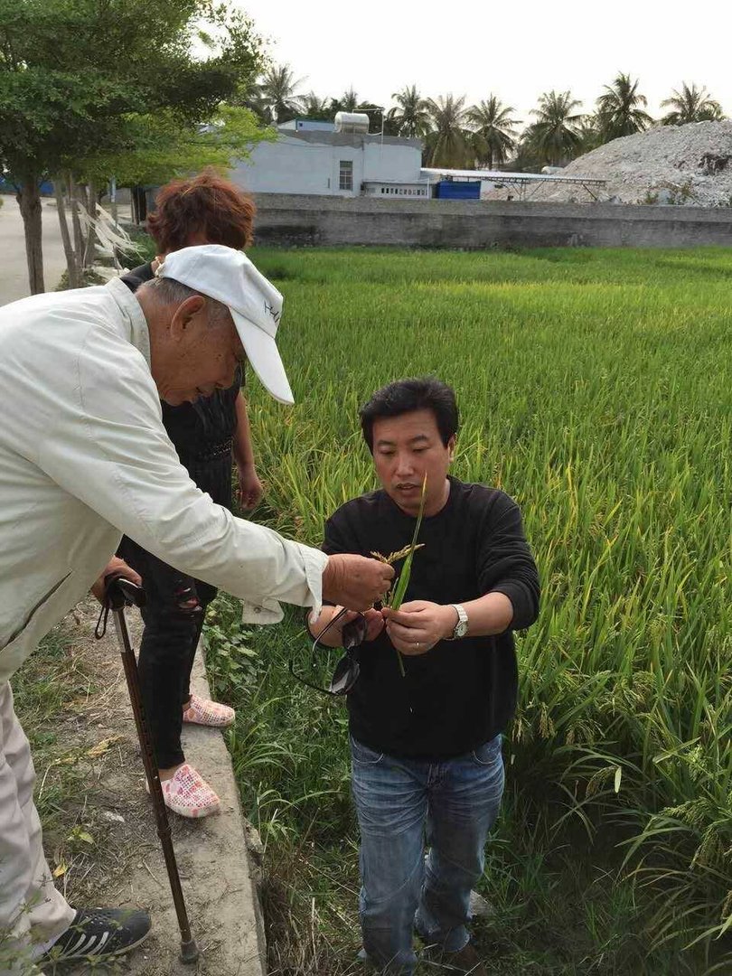 著名水稻专家杨振玉因病去世，享年95岁，他的一生有过哪些成就？