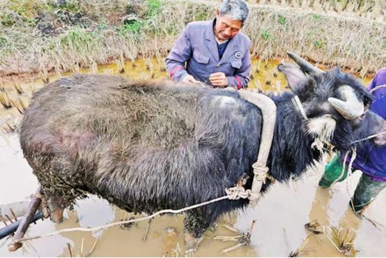 拖泥带水是啥意思