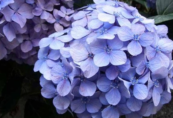 1-12月每个月开什么花?