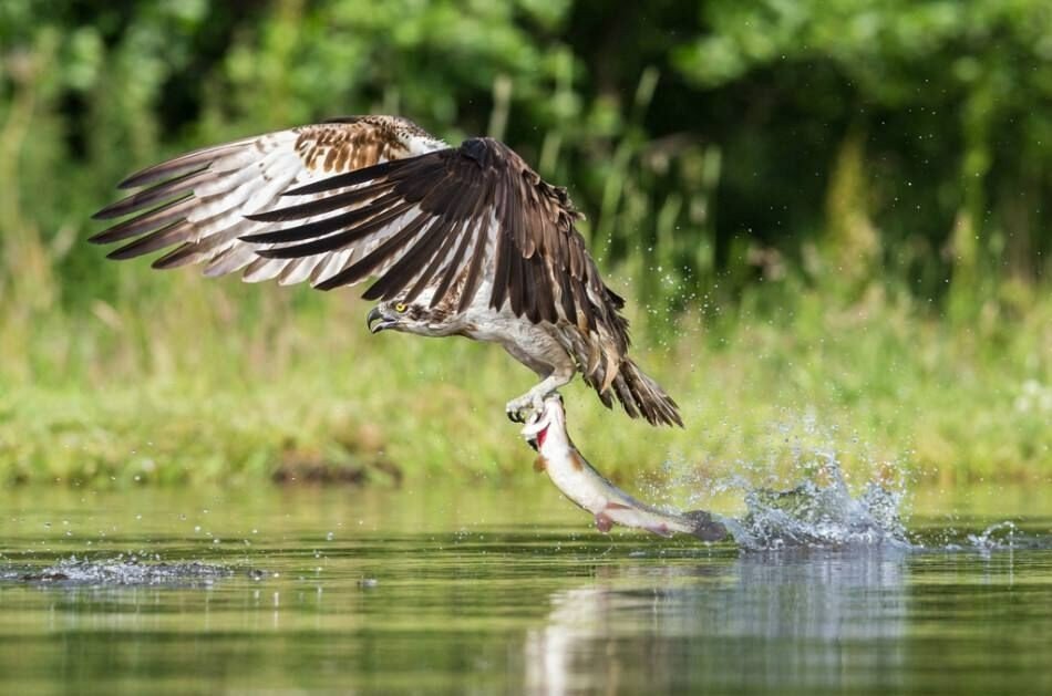 强肉弱食是什么意思