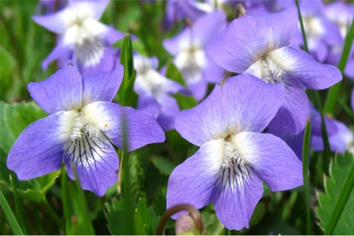 紫的拼音怎么读