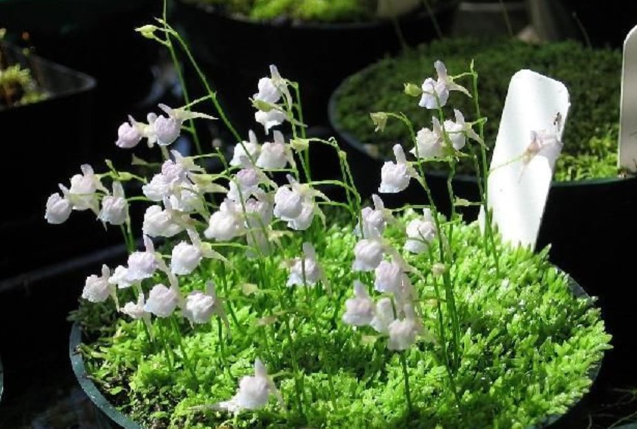 语文课代表的兔子好软好多水是指浇什么水?