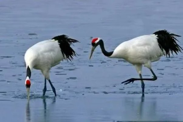 卵拼音怎么读音