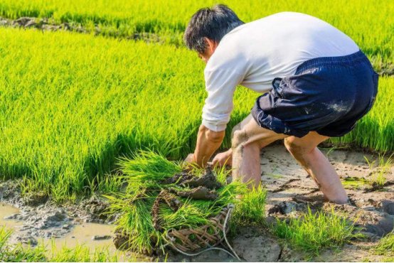 拖泥带水是啥意思