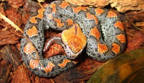 头呈三角形的蛇是什么蛇？是国家保护动物吗？有毒吗？