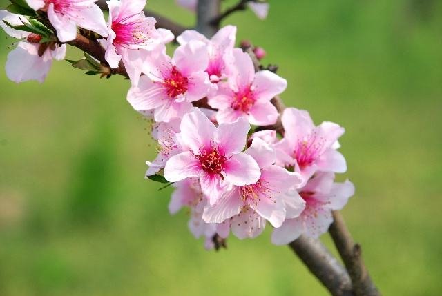 三春指的是哪三春？