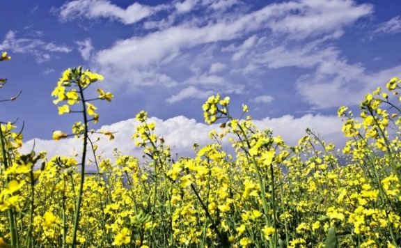 和熙春风是什么意思？