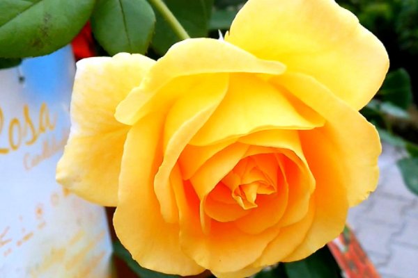 花的颜色有几种？花有几种？