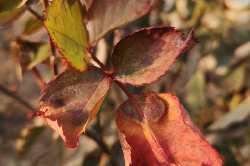 枯萎是什么意思