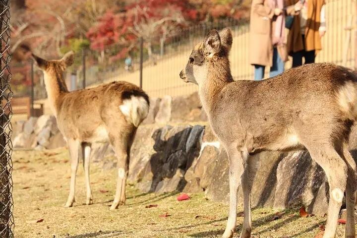 温驯的拼音与解释