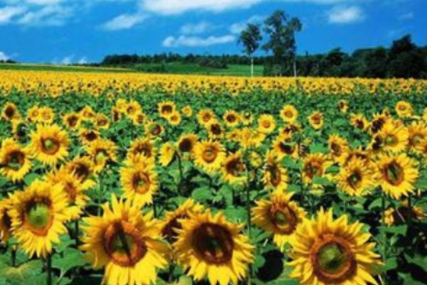 美誉的意思是什么