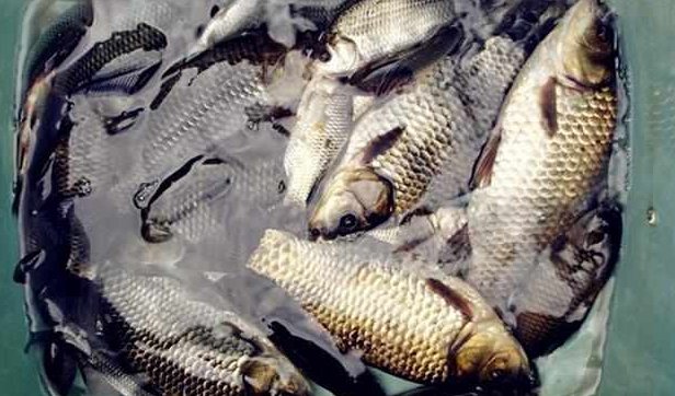 渔获是什么意思？