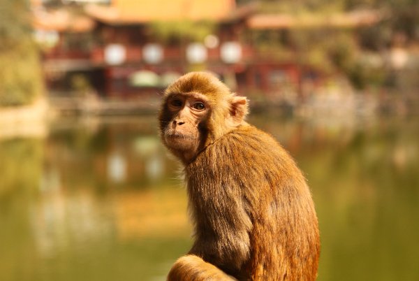 江湖艺人打一生肖动物