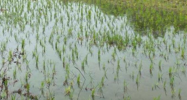 水田淹水期不宜使用哪种氮肥？