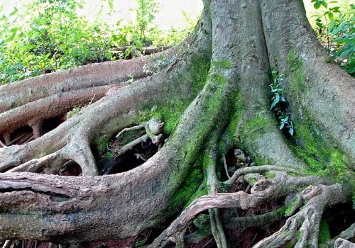 老树盘根是什么意思